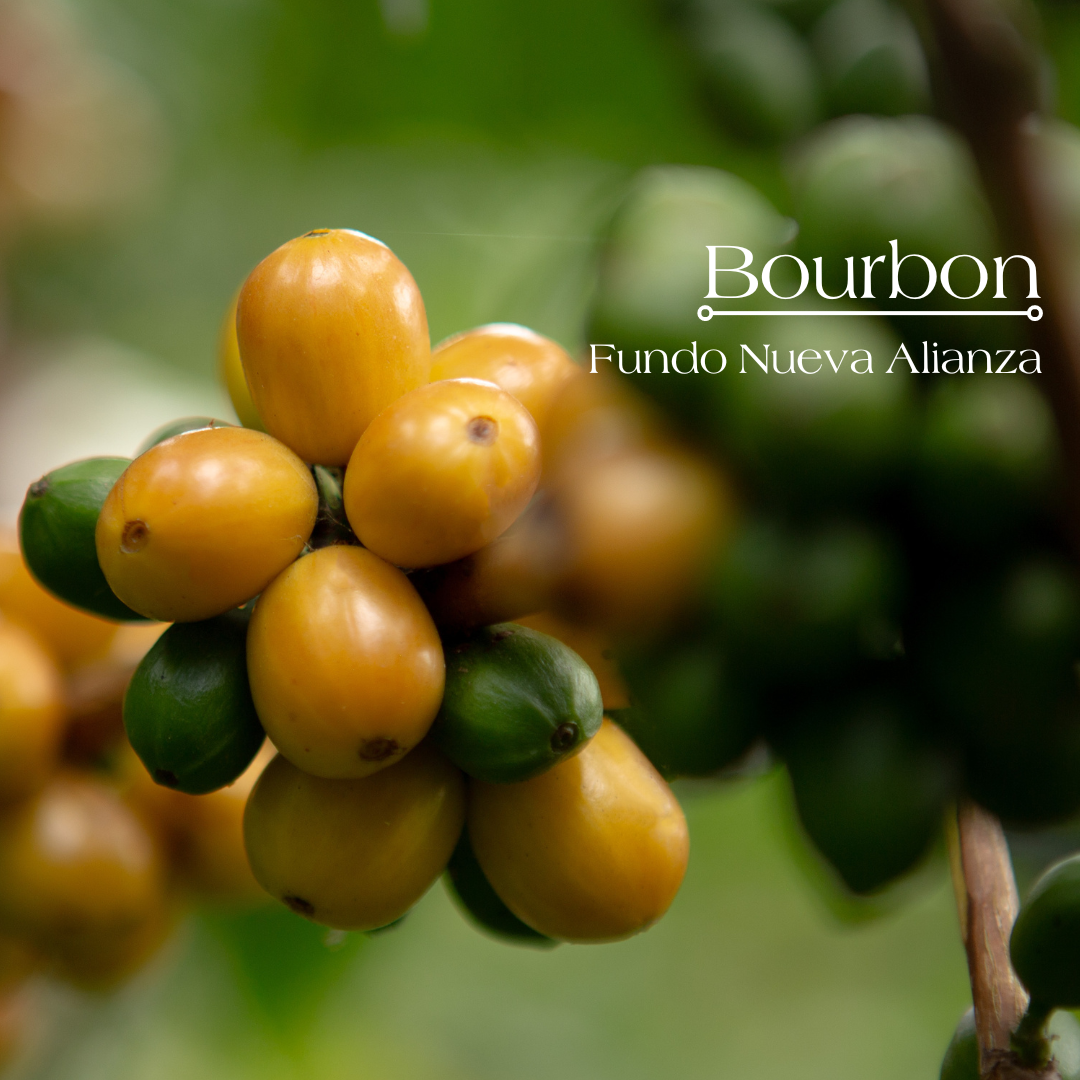 Single Origin | Bourbon Speciality Coffee