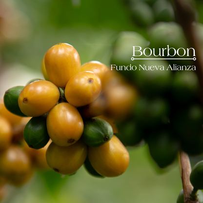 Bourbon - Single Origin Speciality Koffie