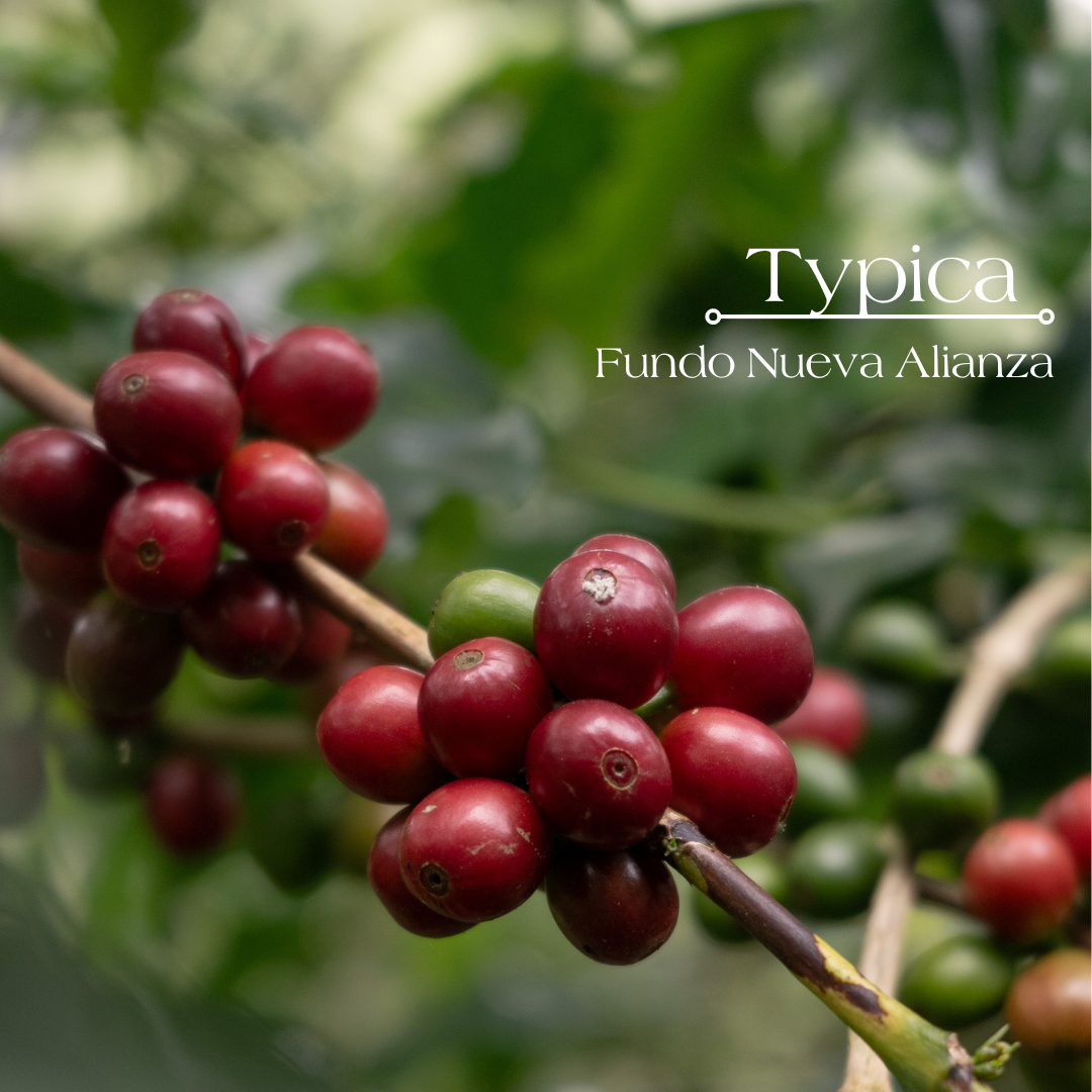 Typica - Single Origin Speciality Coffee